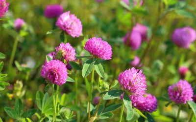 Il trifoglio rosso contro i sintomi della menopausa