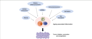 Pnei ed Inflammaging