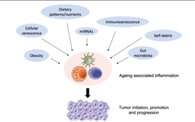 Pnei ed Inflammaging