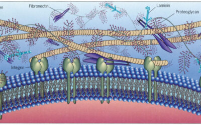 Pnei e Alcalinità della matrice
